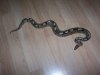 snake 002.jpg