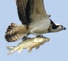 flying fish with bird small.jpg