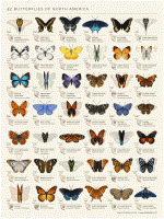42 butterflies of NA.gif