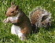 GreySquirrel